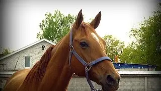 Joy for horse