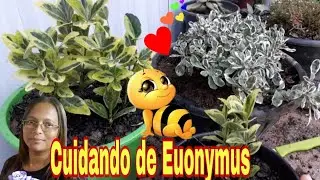 DICAS DE COMO CUIDAR DE EUONYMUS. 👀