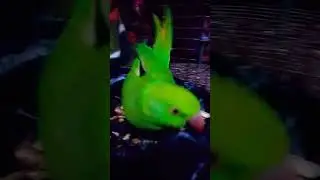 bhag gya school ke dar se 😂 #lockdownparrot #funny #shortvideo