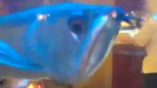 Mean looking fish