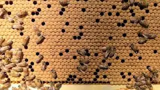 Full frame of Capped Brood for young Queen