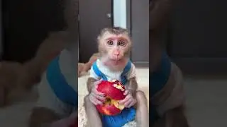 BiBi's all about those apples | Curious Monkey Family's Daily