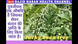 Putrajeevak ( lucky bean tree ) tree beneficial.