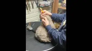 Brushing dog teeth, with playful jabs, 😜 #dogdentalcare #doggrooming #brushingteeth