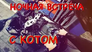 БОРТ ЖУРНАЛ № 138  НАРЕЗКИ , КОТ В НОЧИ