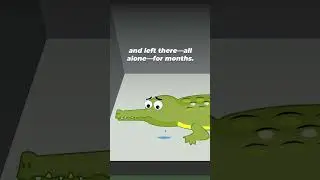 Where Does A Crocodile Bag Come From?