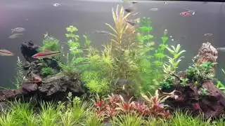 Red line torpedo barb in planted tank