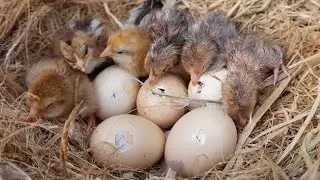 Natural Hatching Hen eggs to Chicks : Step by Step Procedure Beautiful video