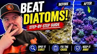 How to tackle Diatoms in Your Reef Tank