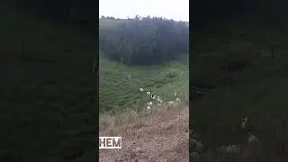 Ever wondered how we bring home the sheep?  🌄 Timeless art of calling in the flock. 📣🐑 #shorts
