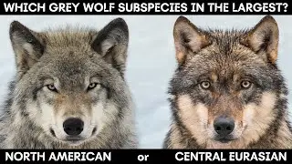 Here's proof Eurasian Wolves are larger than North American Wolves!