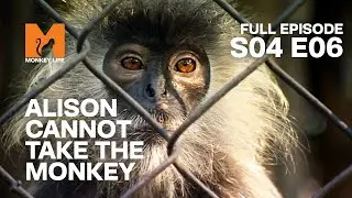 They Won't Give Alison The Langur | Season 4 Episode 6 | Full Episode | Monkey Life