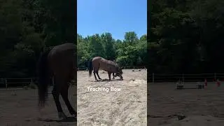 Teaching Bow! Start with a solid standing and head down cue add in hoof up and then progress to bow