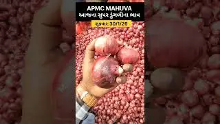 આજના સુપર લાલ ડુંગળીના ભાવ 😱 Red Onion Rate Today Apmc Mahuva #shorts #mahuvaonionrate #onion #viral