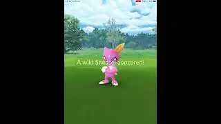 Sneasel limited research task | I caught only 2 shinies