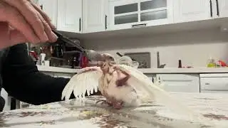 Yavru sultan papağanı elle besleme 🐦