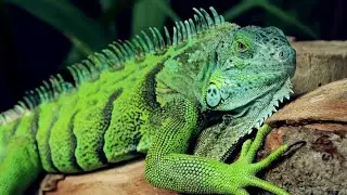 Iguanas: Evolution&rsquo;s Spiky Survivors of the Tropics
