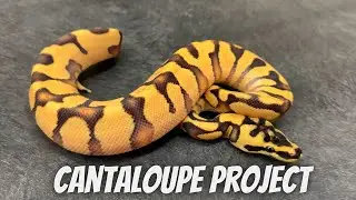 CANTALOUPE Ball Python Project - Unleashing The Potential