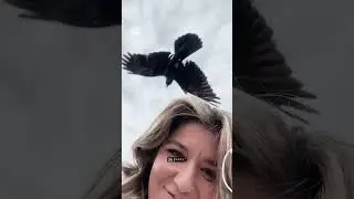 It's not just magpies to worry about this swooping season | ABC News