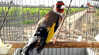 Лучший щегол. Слушайте и наслаждайтесь пением щегла