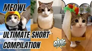 MEOWL COMPILATION PT 2