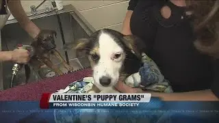 Who wants a 'puppy gram' for Valentine's Day?