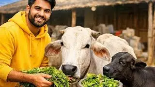 Kindness Matters | We Fed Hungry Cows on the Street #viral #video #youtubeshorts #youtube #trending 