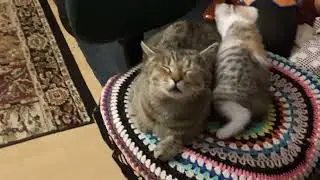 Кристалинка и мама Тигруля. Kristalinka und ihre Mutter Tiggie.