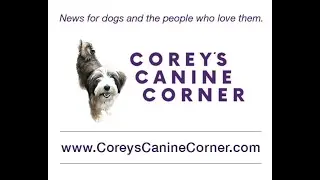 Cold Weather & Pets - How to Keep Pets Safe