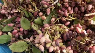 Harvesting and preparing pistachios in the pistachio farm_rural life style of IRAN