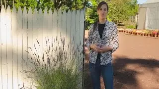 Container Lavender