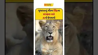 Asiatic Lion: ગીર રાષ્ટ્રીય ઉદ્યાન-અભયારણ્યમાં ટ્રેનોને AIથી મળશે સિંહોની ચેતવણી! | Hotline News