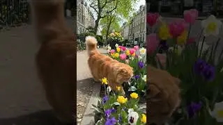 Cute Cat walking 😍