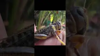 Catching insects in the garden  got Mantis Caterpillars Larva WhiteTadpoles Betta fish 008