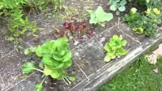 Backyard Micro Farm