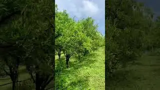This is orange farm