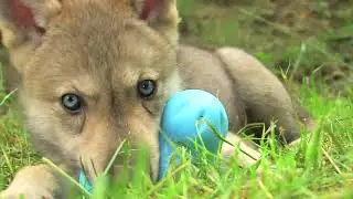 Wolf Science Center (Ernstbrunn) with West Paw Toys - Short Version
