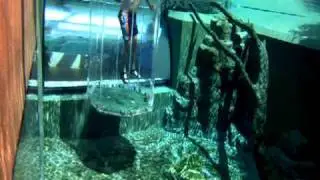 Crocosaurus Cove - Cage of Death