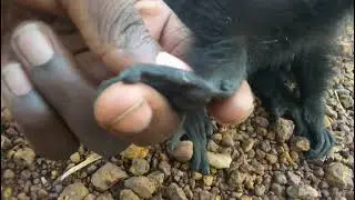 Emmunyungu ezaala Engeye 1