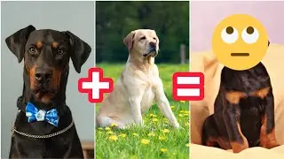 Labrador 🐶 Doberman Mix Breed 😱💙 | #shorts #dogs #Cutedogs #puppies
