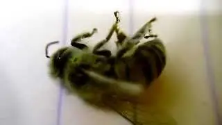 Killer Bee after electrocution