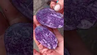 #vlog.Разбор картофеля Vitelotte', или 'Vitelotte Noire'), также называемый Негритянка