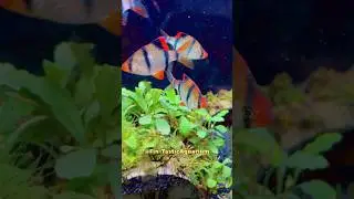Tiger Barbs for Community Tanks 🐟 | Beautiful & Healthy | Aquatic House 2025