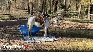 Freckles Smart Doc Palomino Registered Mare for ANY RIDER