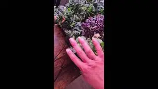 Indoor Hydroponic Tomato Update: Siam & Orange Hat Tomatoes (Days 80-100) #garden #indoorgardening