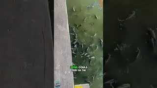 Genius Farmer Builds Chicken Coop Over Fish Pond!