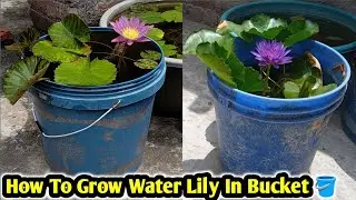 How to grow water lily in small bucket 🪣. #waterlily #waterlilyplanting #lotus 