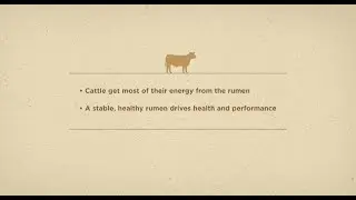 Why the Rumen Matters: How Sweet Bran & RAMP Support Energy Production in Cattle