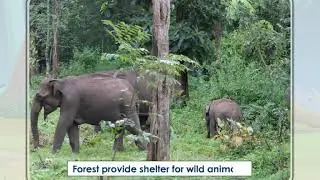 79 Use of Forest Resources