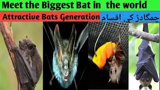 Meet the Biggest Bat in the world|Amazing Bat Animal|دنیا میں سب سے بڑا چمگادڑ اور ان کی اقسام ا